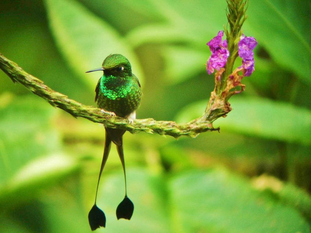 Mindo Garden Lodge And Wildlife Reserve Esterno foto
