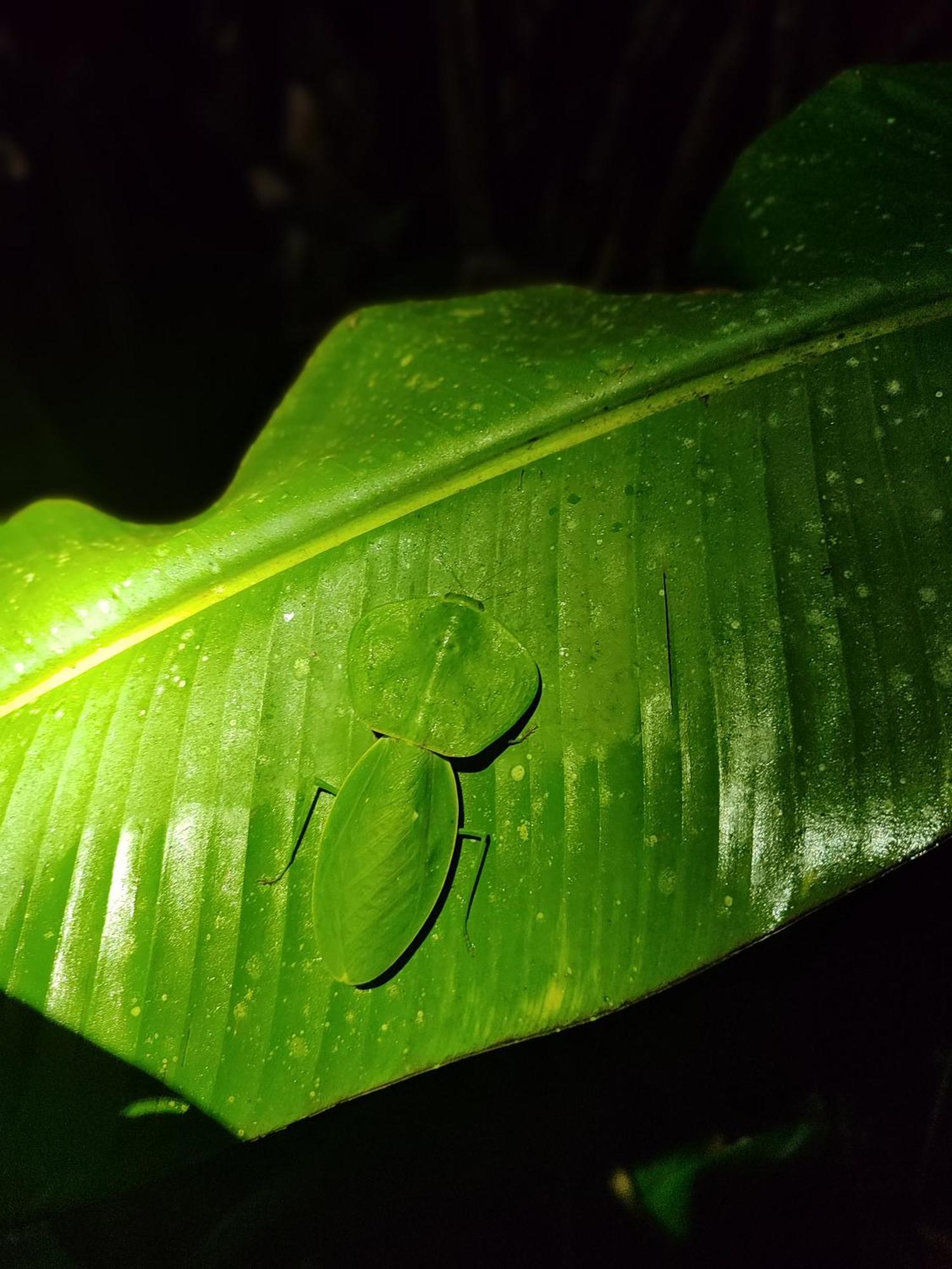 Mindo Garden Lodge And Wildlife Reserve Esterno foto