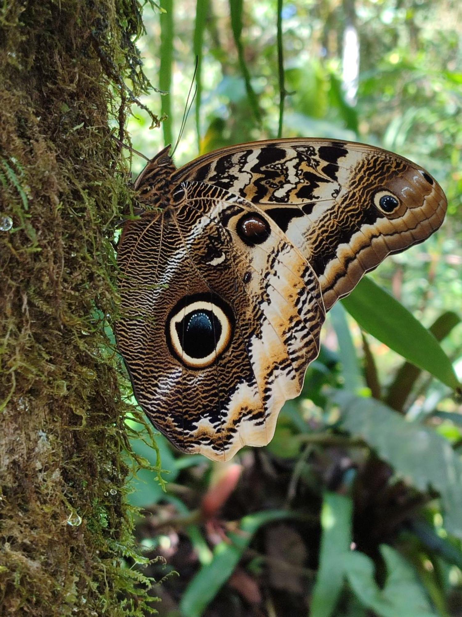 Mindo Garden Lodge And Wildlife Reserve Esterno foto