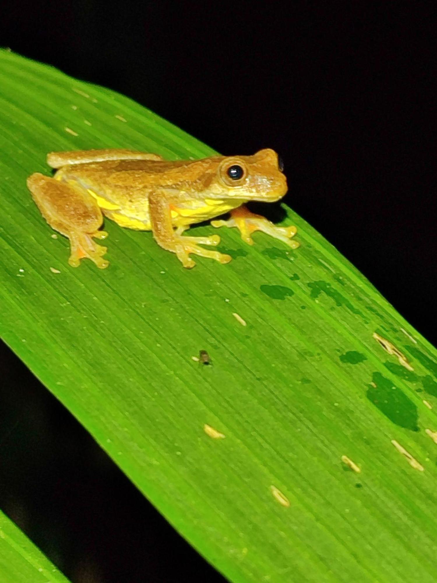 Mindo Garden Lodge And Wildlife Reserve Esterno foto