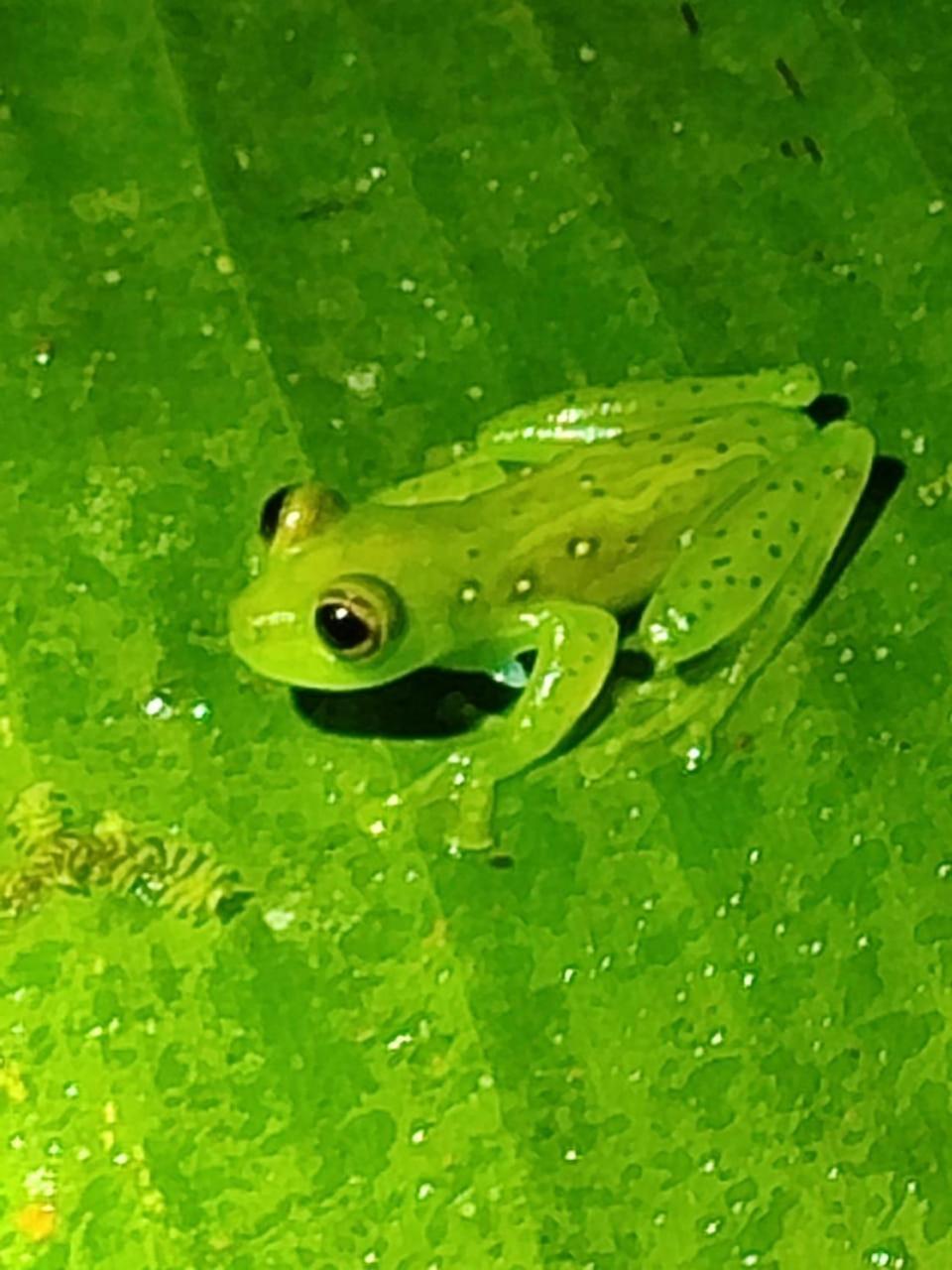 Mindo Garden Lodge And Wildlife Reserve Esterno foto