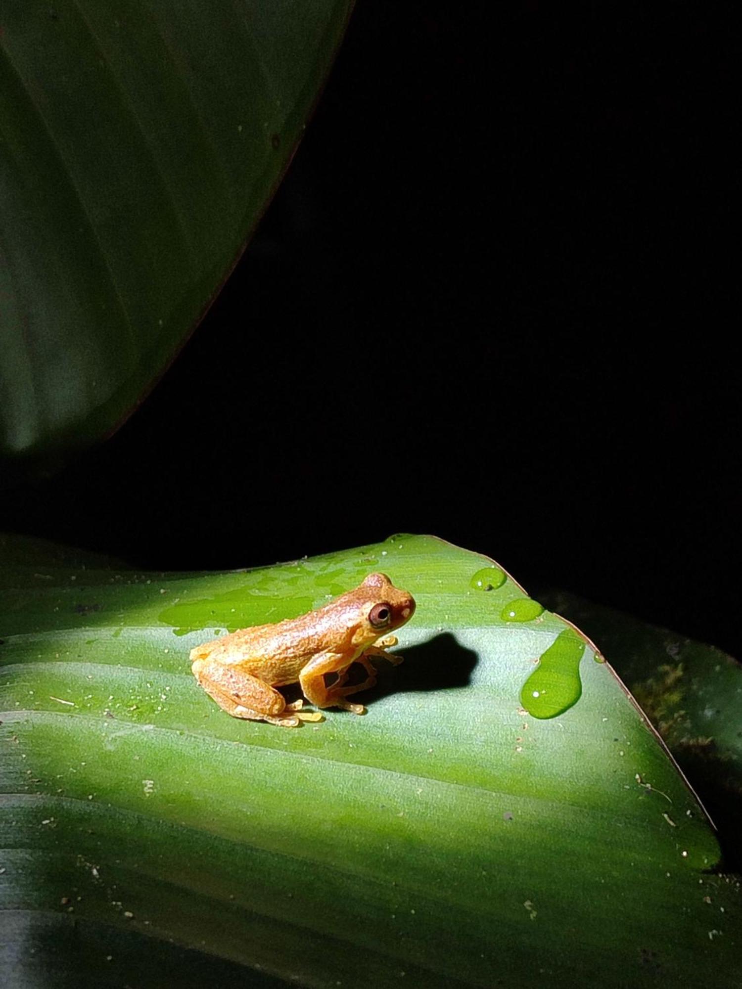 Mindo Garden Lodge And Wildlife Reserve Esterno foto