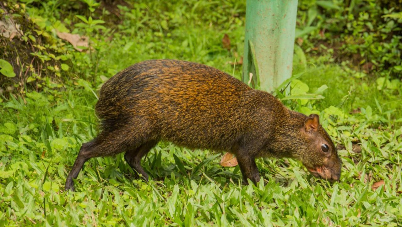 Mindo Garden Lodge And Wildlife Reserve Esterno foto